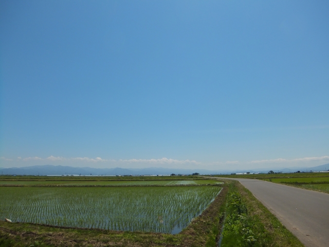 田植え時期の田んぼ